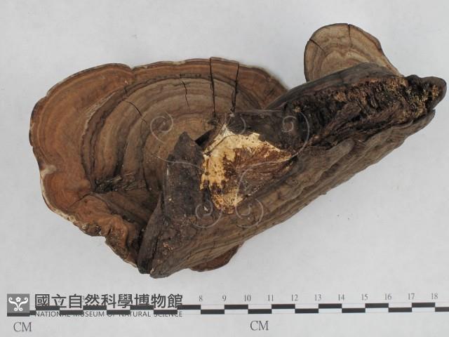 登錄號:F0008798藏品圖，第4張