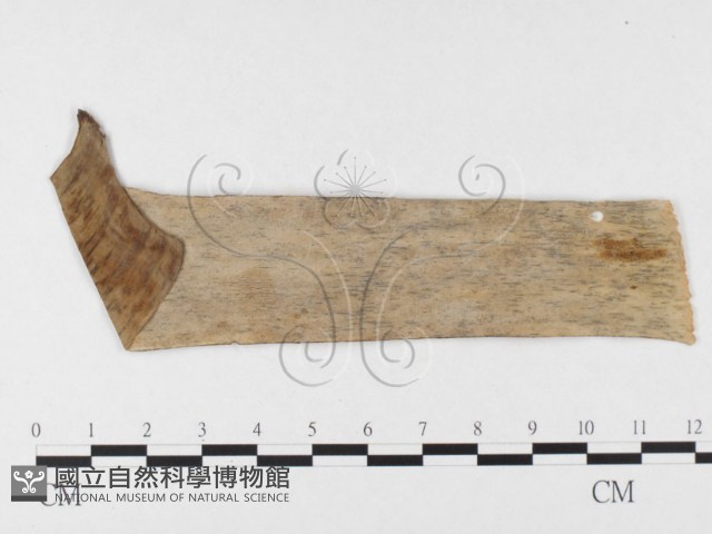 登錄號:F0026798藏品圖，第4張