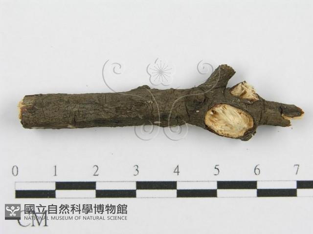筍殼菌屬藏品圖，第4張