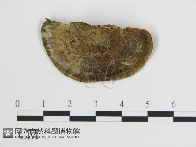登錄號:F0019798藏品圖，第4張
