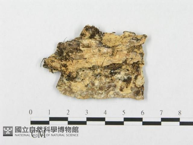 登錄號:F0017598藏品圖，第4張