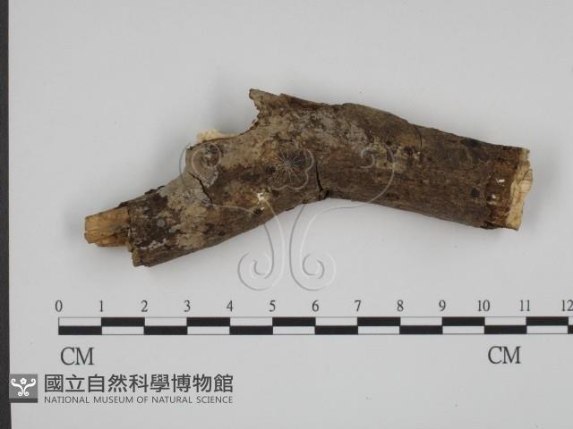 登錄號:F0003598藏品圖，第4張