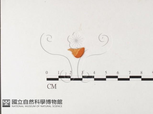 血紅密孔菌藏品圖，第4張