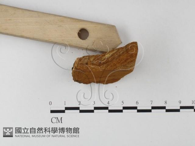 登錄號:F0006198藏品圖，第4張