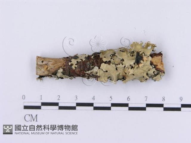 登錄號:F0001198藏品圖，第4張