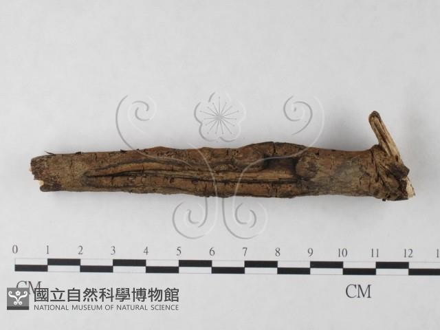 刺革菌屬藏品圖，第4張