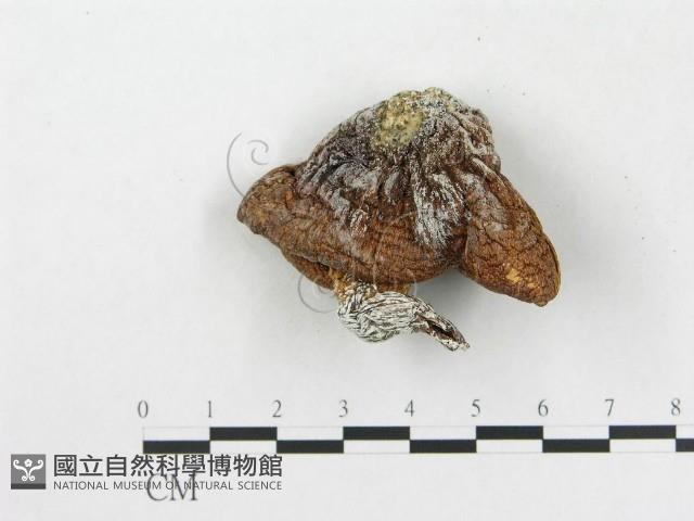 登錄號:F0002198藏品圖，第4張