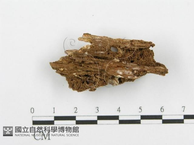 登錄號:F0020098藏品圖，第4張