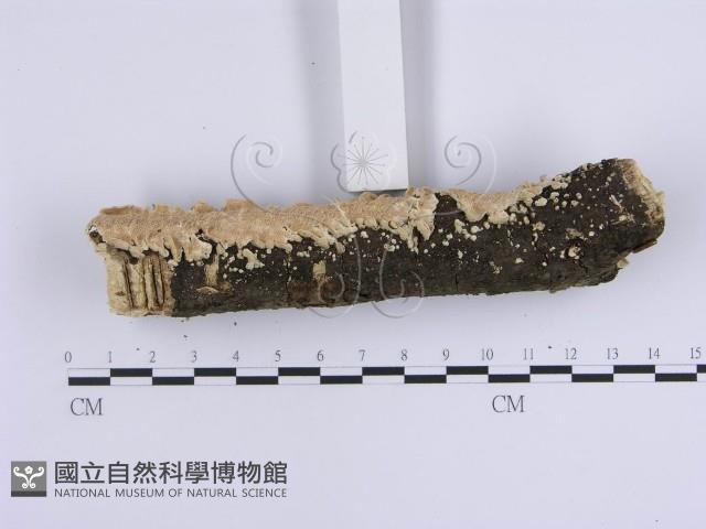 登錄號:F0015098藏品圖，第4張