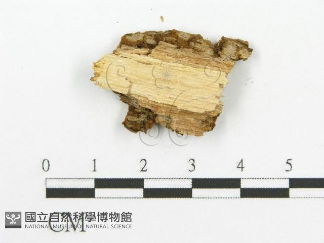 登錄號:F0017398藏品圖，第4張