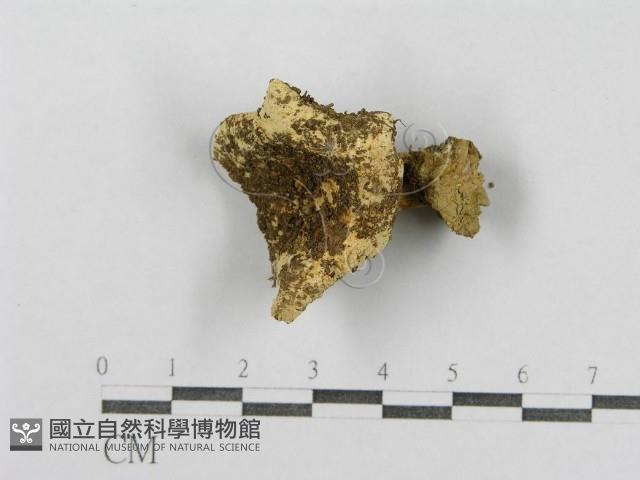 登錄號:F0003398藏品圖，第4張