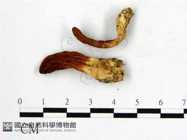 登錄號:F0020288藏品圖，第4張