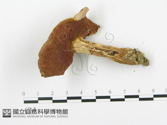 登錄號:F0014288藏品圖，第4張