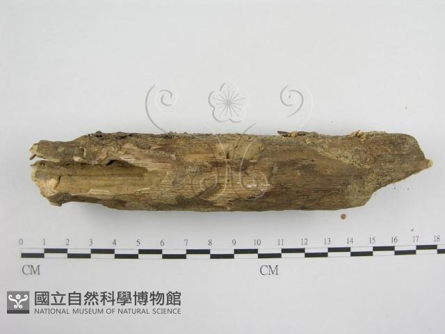 登錄號:F0005288藏品圖，第4張