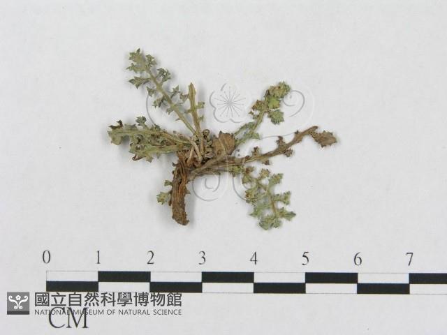 登錄號:F0019288藏品圖，第4張