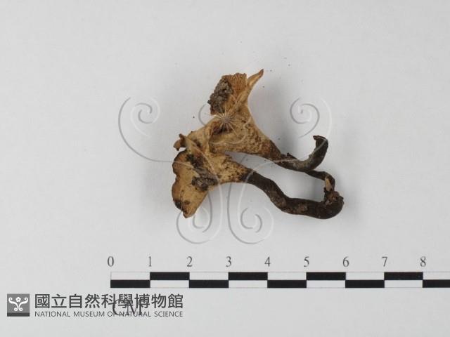 館號:F0018888藏品圖，第4張
