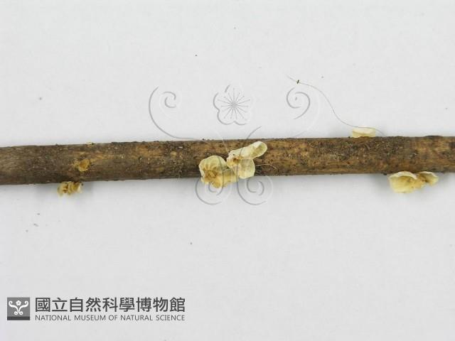 微皮傘屬藏品圖，第4張