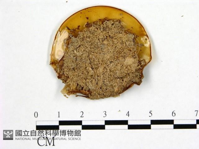登錄號:F0017888藏品圖，第4張