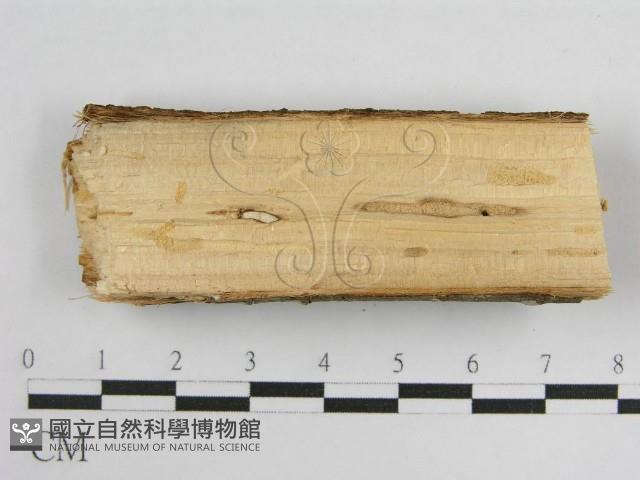 登錄號:F0011988藏品圖，第4張