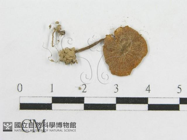 粉褶菌屬藏品圖，第4張