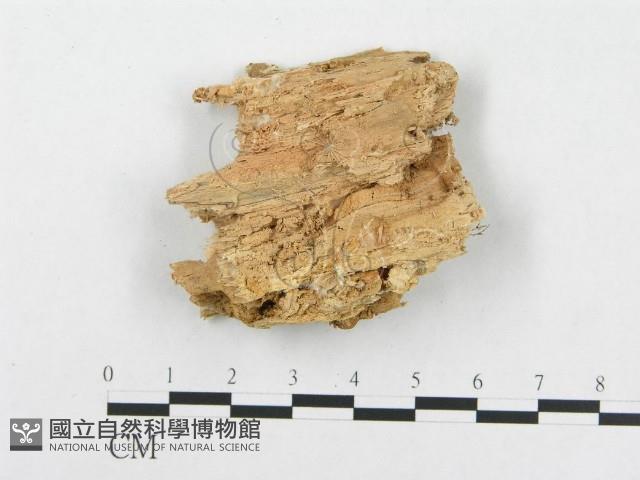 骨皮菌屬藏品圖，第4張