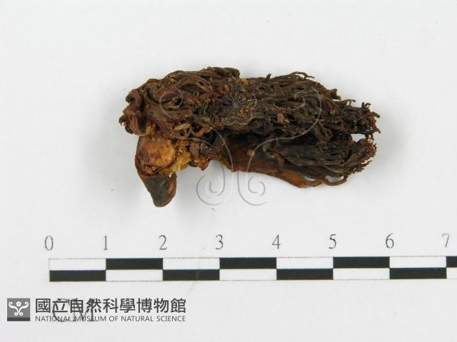 登錄號:F0020488藏品圖，第4張