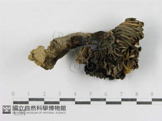 登錄號:F0012488藏品圖，第4張