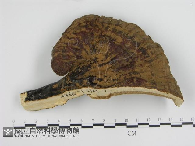 登錄號:F0018788藏品圖，第4張