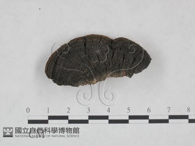 登錄號:F0024788藏品圖，第4張