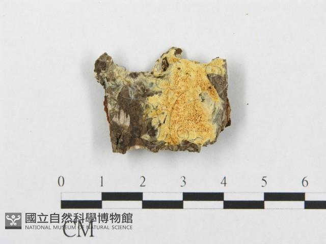 登錄號:F0017788藏品圖，第4張