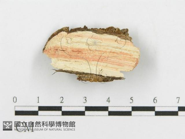 登錄號:F0015788藏品圖，第4張