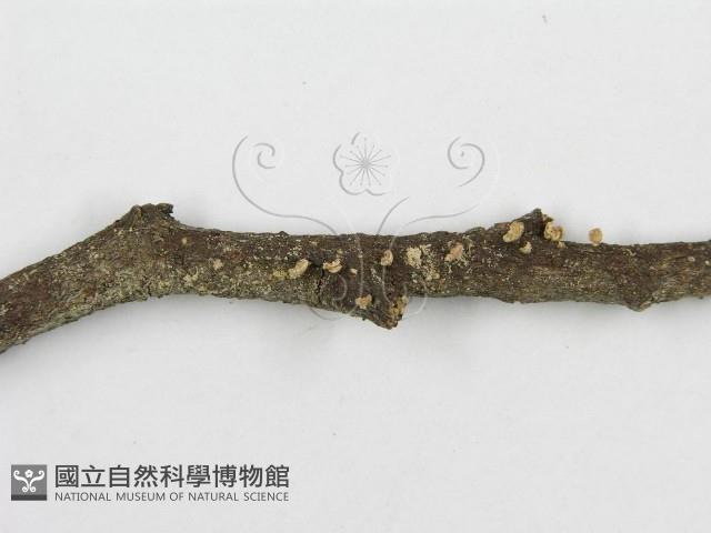 登錄號:F0012588藏品圖，第4張