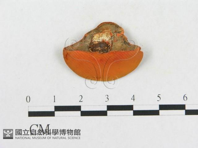 血紅密孔菌藏品圖，第4張