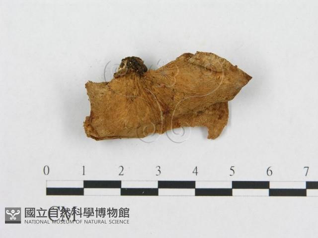 多孔菌屬藏品圖，第4張