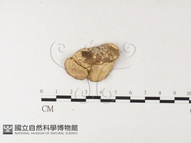 登錄號:F0026188藏品圖，第4張