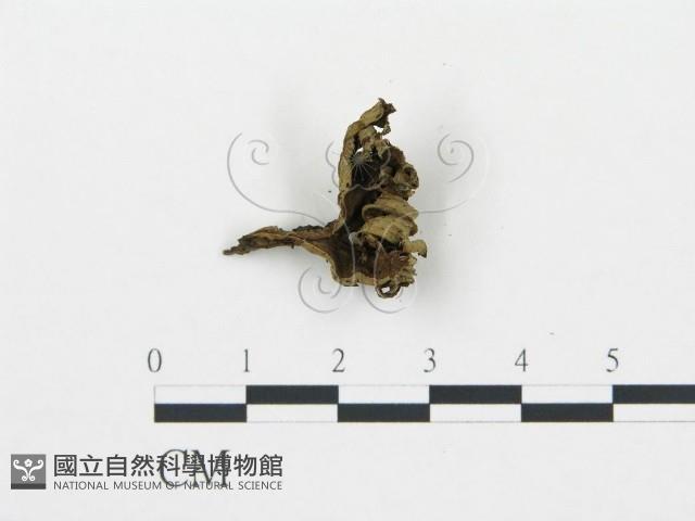 登錄號:F0016188藏品圖，第4張