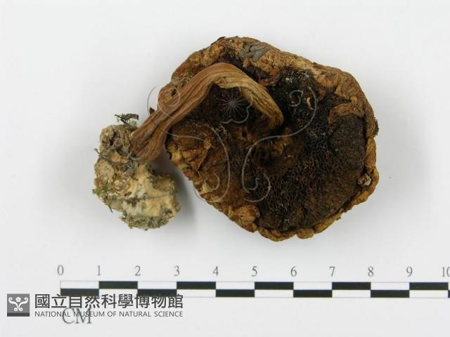 登錄號:F0013088藏品圖，第4張