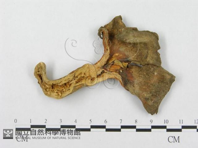 登錄號:F0011388藏品圖，第4張