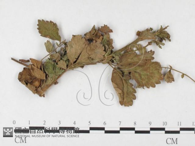 登錄號:F0026290藏品圖，第4張