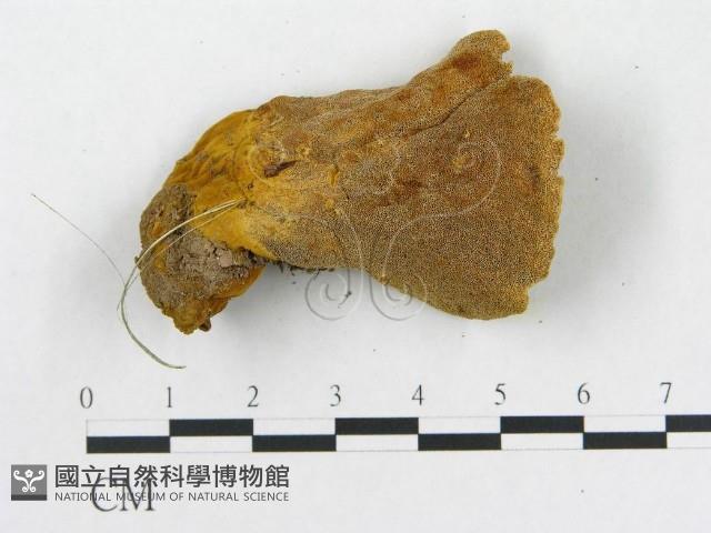 登錄號:F0006290藏品圖，第4張