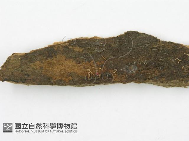 登錄號:F0004290藏品圖，第4張