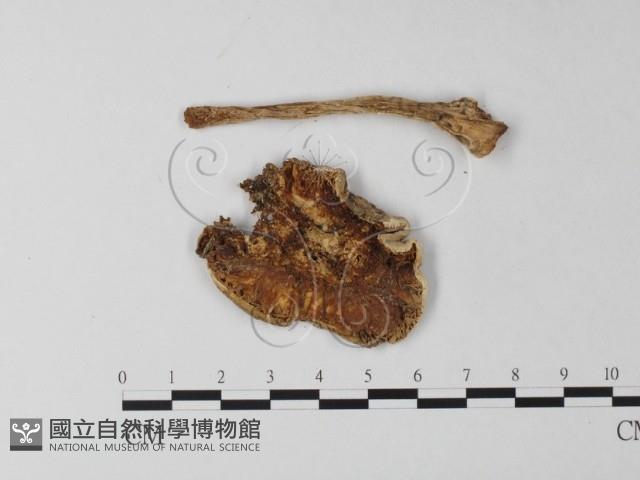 登錄號:F0002290藏品圖，第4張