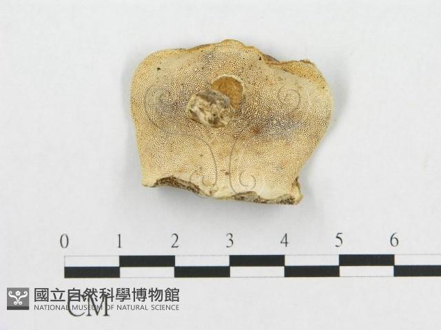 登錄號:F0017290藏品圖，第4張