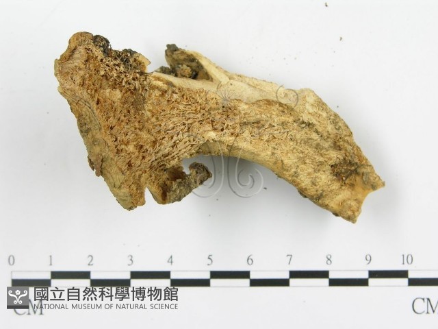 登錄號:F0005290藏品圖，第4張