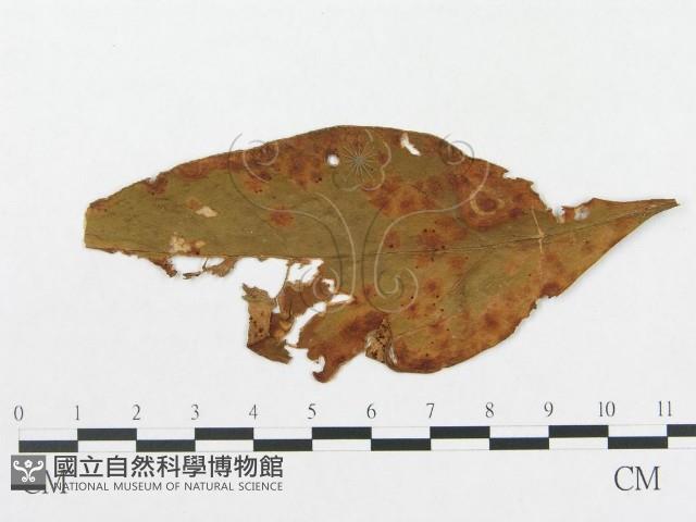 登錄號:F0019290藏品圖，第4張