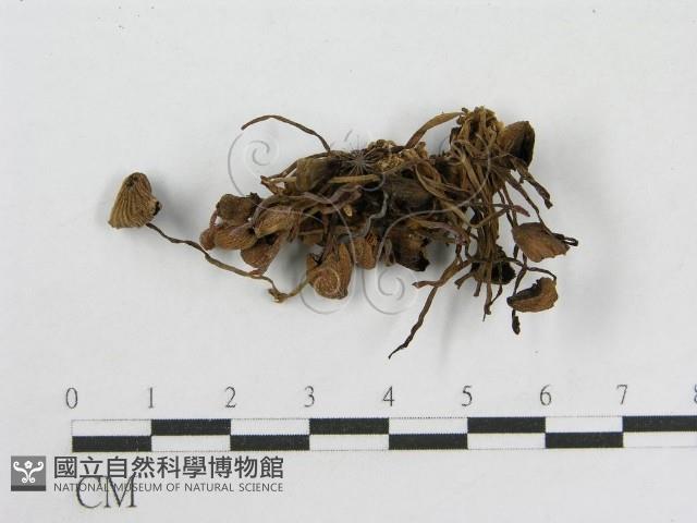登錄號:F0003290藏品圖，第4張