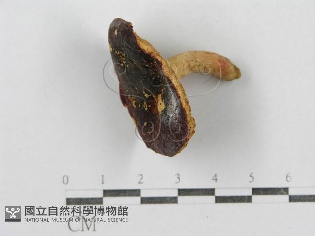 紅菇屬藏品圖，第4張