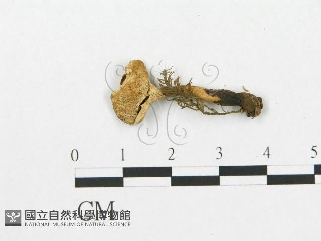 登錄號:F0018890藏品圖，第4張