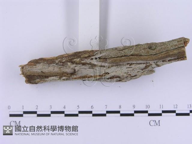 登錄號:F0002990藏品圖，第4張