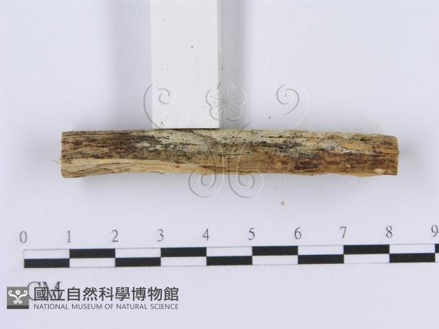 登錄號:F0003990藏品圖，第4張